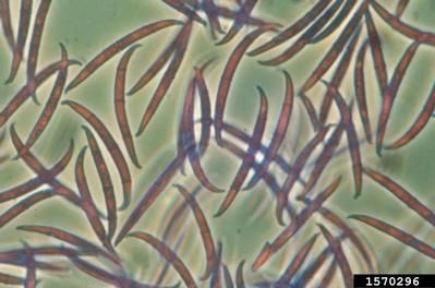 Fusaria - pôvodcovia fusarium