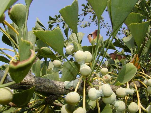 Ginko Biloba