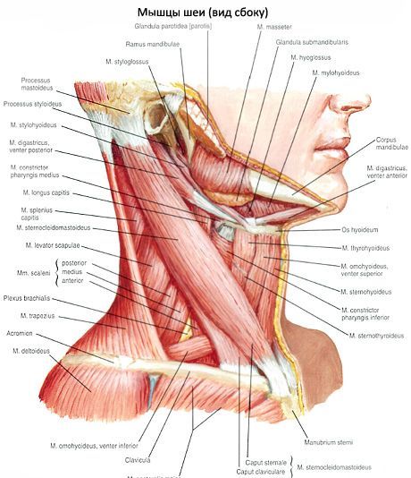 Sternokleidomastoidný sval (m. sternocleidomastoideus)