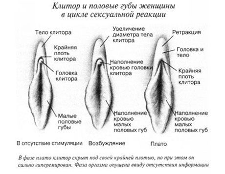 Clitoris počas pohlavného styku