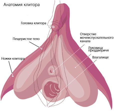 Anatómia klitorisu