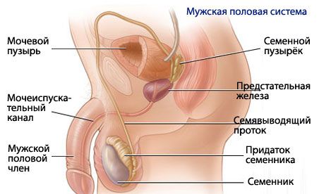 Anatómia a fyziológia mužského reprodukčného systému