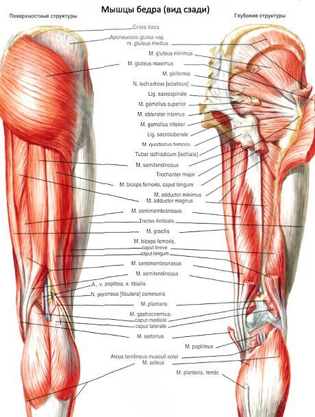 Biceps femoris