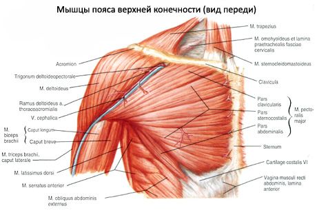 Svaly ramenného pletenca