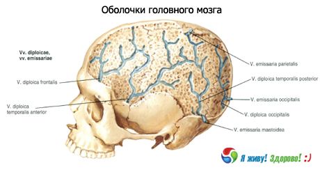 Kocky mozgu