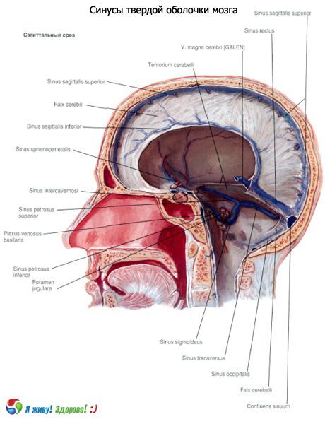 Sínusy (sínusy) pevnej membrány mozgu
