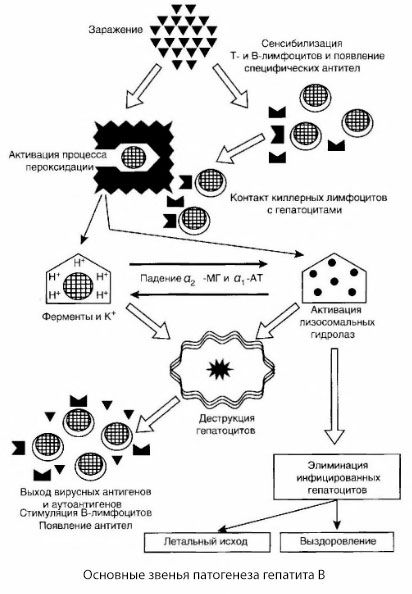 Schéma patogenézy hepatitídy B