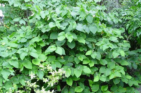Kava sa vyrába z koreňa kríka (Piper methysticum)