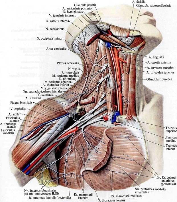 Brachiálny plexus