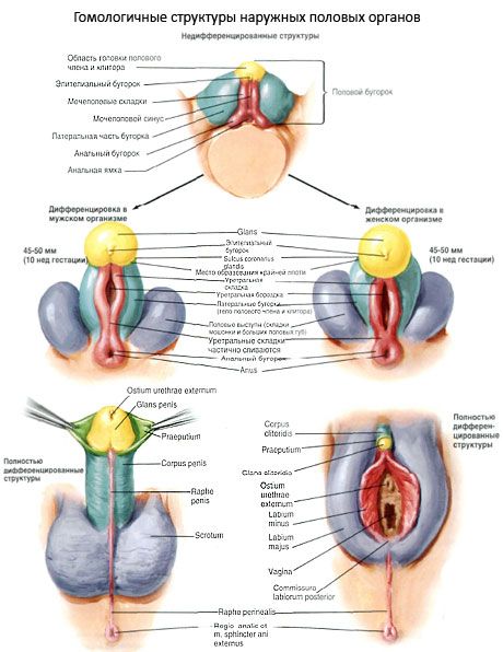 Homológne štruktúry vonkajších pohlavných orgánov