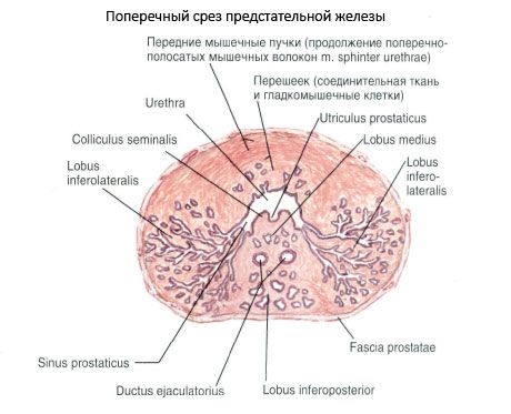 Štruktúra prostaty