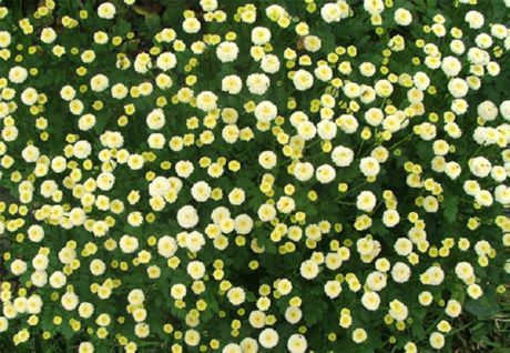 Pyrethrum
