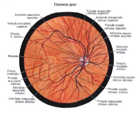 Očný fundus