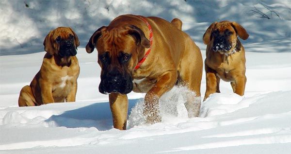 Juhoafrický mastif alebo boerboel