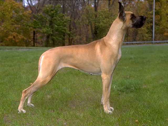 Nemecká doga
