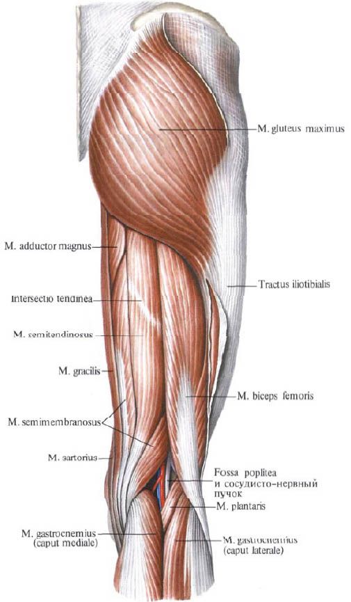 Svaly gluteus (gluteus maximusus)